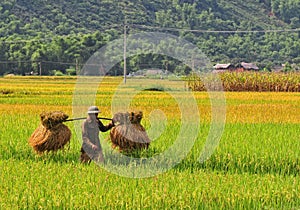 Asia farmers working on terraced rice fields