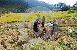 Asia farmers working on terraced rice fields