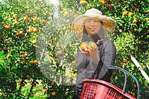 Asia Female farmer picking carefully ripe  woman picking ripe orange  in orchard