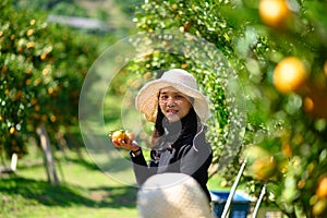 Asia Female farmer picking carefully ripe  woman picking ripe orange  in orchard