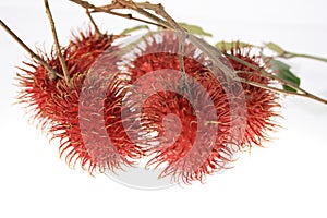 Asia fruit name rambutan