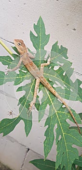 Asia iguanas on the green leaf