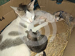 Asia indian white black cat mother and baby cat