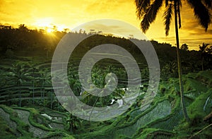 ASIA INDONESIA BALI RICE TERRACE UBUD TEGALLALANG