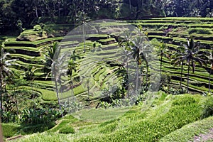 ASIA INDONESIA BALI RICE TERRACE UBUD TEGALLALANG