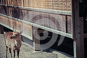 Asia Japan Kansai Lovely wild deer in Nara Kasuga Taisha I saw many lovely deer in Nara Park