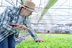 Asia man farmer inspecting the quality of organic vegetables grown using hydroponics.