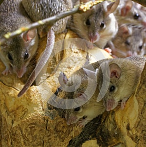 Asia Minor spiny mice