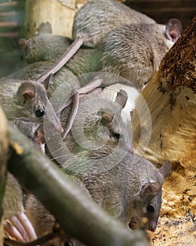Asia Minor spiny mice