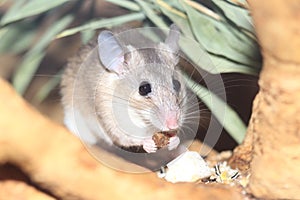 Asia Minor spiny mouse