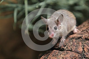 Asia minor spiny mouse