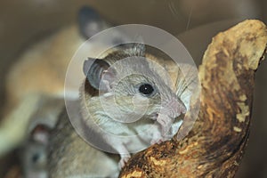 Asia minor spiny mouse