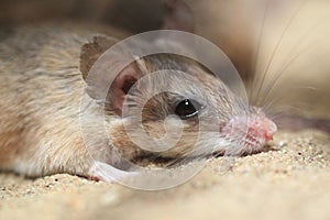 Asia Minor spiny mouse