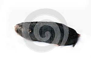 Asia Mole on white background