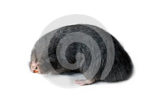 Asia Mole on white background