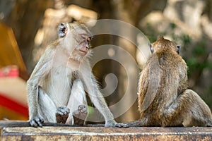 Asia monkey wildlife