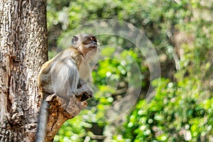 Asia monkey wildlife