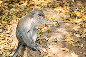 Asia monkey wildlife