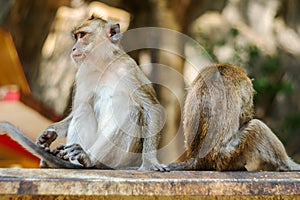 Asia monkey wildlife, Care and family concept