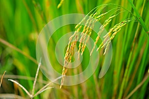 Asia paddy rice