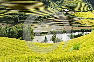 Asia rice field by harvesting season in Mu Cang Chai district, Yen Bai, Vietnam. Terraced paddy fields are used widely in rice, wh