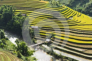 Asia rice field by harvesting season in Mu Cang Chai district, Yen Bai, Vietnam. Terraced paddy fields are used widely in rice, wh