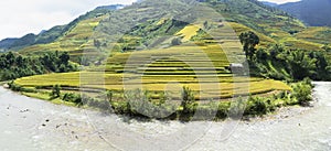 Asia rice field by harvesting season in Mu Cang Chai district, Yen Bai, Vietnam. Terraced paddy fields are used widely in rice, wh