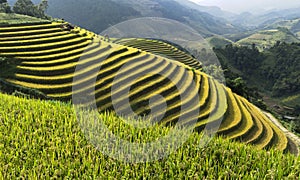 Asia rice field by harvesting season in Mu Cang Chai district, Yen Bai, Vietnam. Terraced paddy fields are used widely in rice, wh