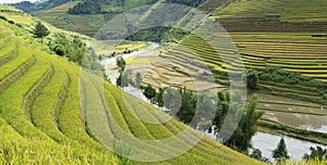 Asia rice field by harvesting season in Mu Cang Chai district, Yen Bai, Vietnam. Terraced paddy fields are used widely in rice, wh