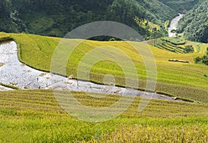 Asia rice field by harvesting season in Mu Cang Chai district, Yen Bai, Vietnam. Terraced paddy fields are used widely in rice, wh