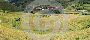 Asia rice field by harvesting season in Mu Cang Chai district, Yen Bai, Vietnam. Terraced paddy fields are used widely in rice, wh