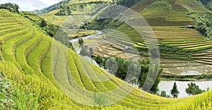 Asia rice field by harvesting season in Mu Cang Chai district, Yen Bai, Vietnam. Terraced paddy fields are used widely in rice, wh