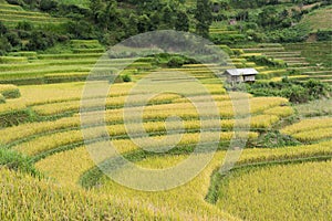 Asia rice field by harvesting season in Mu Cang Chai district, Yen Bai, Vietnam. Terraced paddy fields are used widely in rice, wh