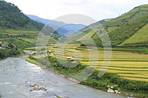 Asia rice field by harvesting season in Mu Cang Chai district, Yen Bai, Vietnam. Terraced paddy fields are used widely in rice, wh