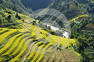 Asia rice field by harvesting season in Mu Cang Chai district, Yen Bai, Vietnam. Terraced paddy fields are used widely in rice, wh photo