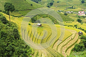 Asia rice field by harvesting season in Mu Cang Chai district, Yen Bai, Vietnam. Terraced paddy fields are used widely in rice, wh