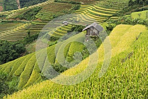 Asia rice field by harvesting season in Mu Cang Chai district, Yen Bai, Vietnam. Terraced paddy fields are used widely in rice, wh