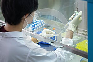 Asia scientist wears a glove and lab coat used a micropipette and transfer sample into a tube in the biosafety hood. People in the