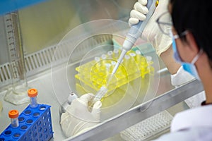 Asia scientist wears a glove and used a micropipette and transfer sample into a tube in the biosafety hood. People in the