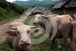 ASIA SOUTHEASTASIA LAOS VANG VIENG LUANG PRABANG photo