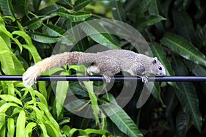 Asia squirrel, chipmunk walk or run slow climb power lines in the morning