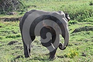 Asia Wild Elephant sri lanka
