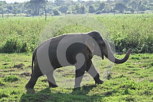 Asia Wild Elephant sri lanka