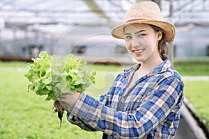 Asia woman farmer is harvesting vegetables from a hydroponics farm, Organic fresh vegetables.