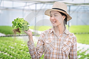 Asia woman farmer is harvesting vegetables from a hydroponics farm, Organic fresh vegetables.