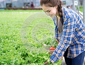 Asia woman farmer picking lettuce in hydroponic greenhouse.