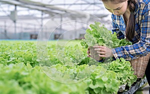 Asia woman farmer picking lettuce in hydroponic greenhouse.