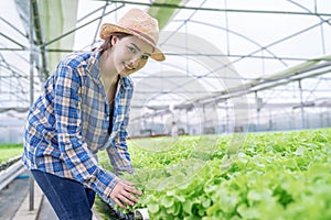 Asia woman farmer picking lettuce in hydroponic greenhouse.