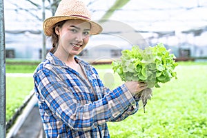 Asia woman farmer picking lettuce in hydroponic greenhouse.