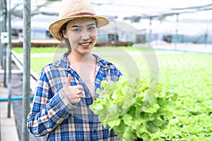 Asia woman farmer picking lettuce in hydroponic greenhouse.